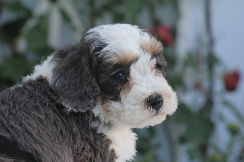 Stanley