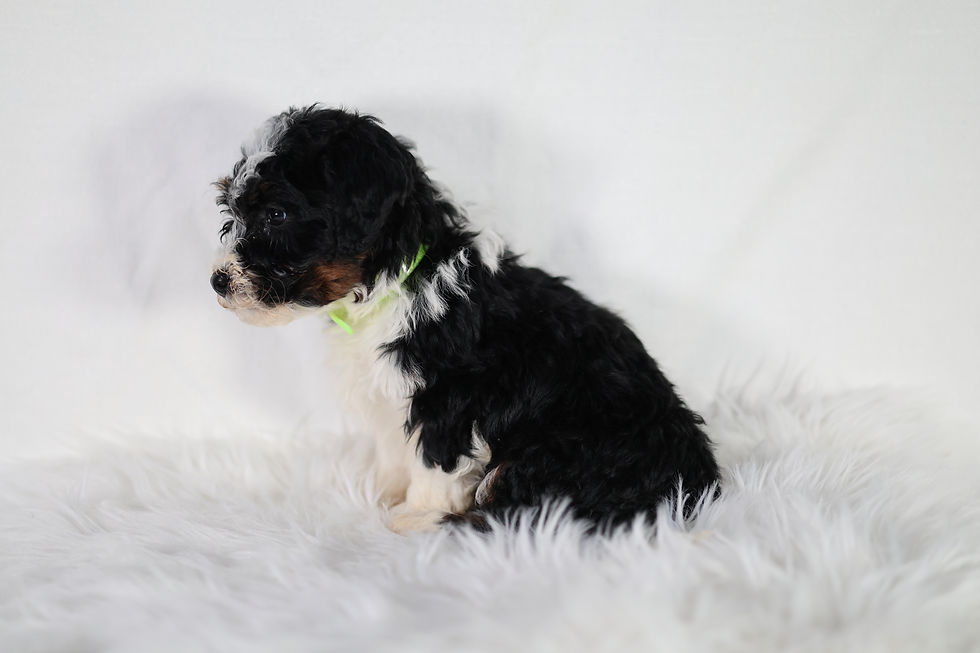 Baxter