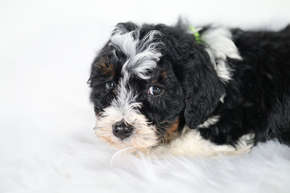 Baxter