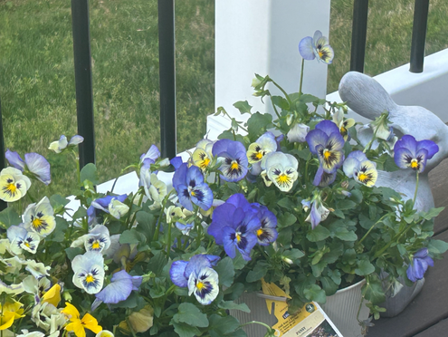 Bringing Discount Pansies Back to Life: A Simple Guide to Restoring Strong, Beautiful Blooms