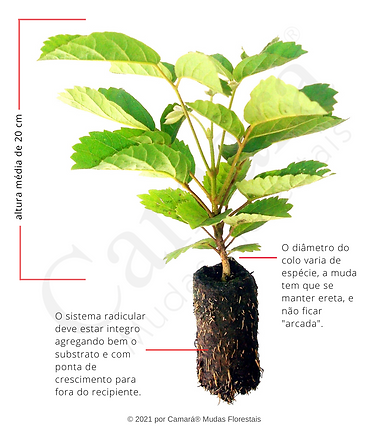 Detalhe - Muda Nativa Ellepot.png