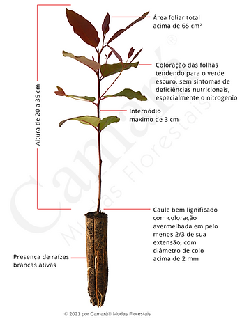 Detalhe - Muda de Eucalipto.png
