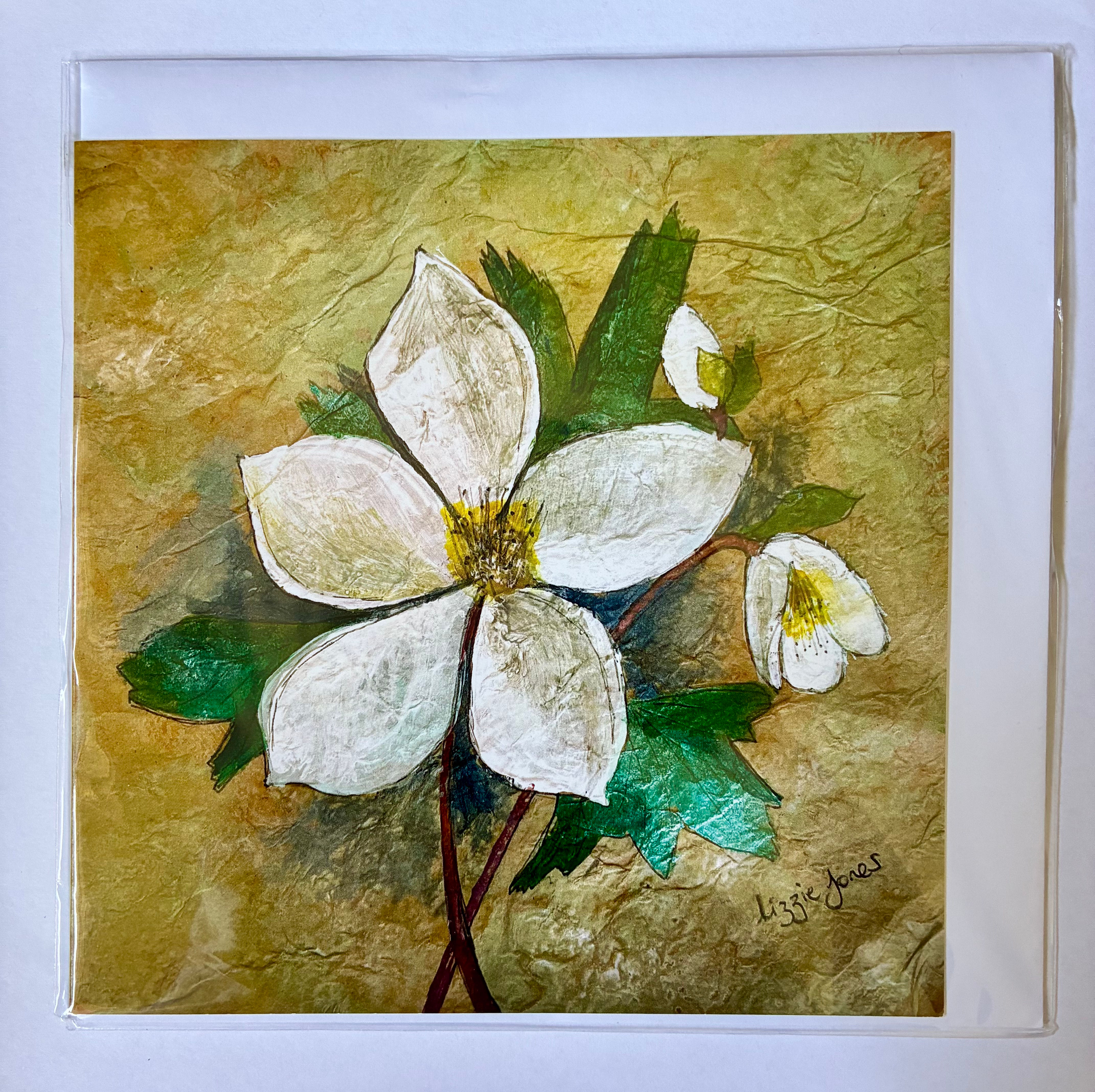 Hellebores
