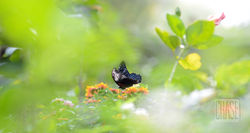 Butterfly Sanctuary in Chiang Mai