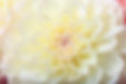white_dahlia_bio.jpg