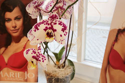 hautnah | Sylvia Stephan Kamenz