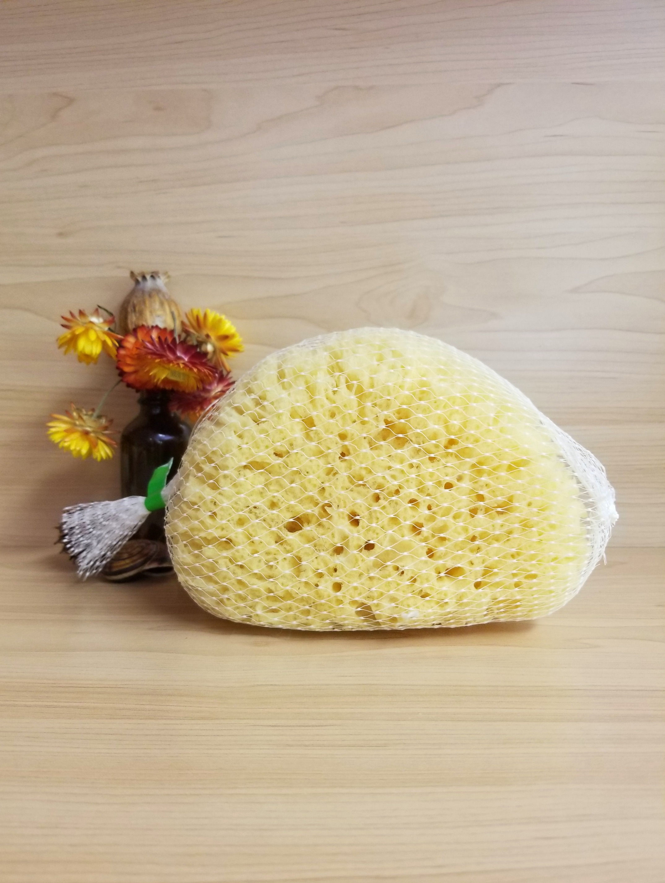 Natural Sponge Lg