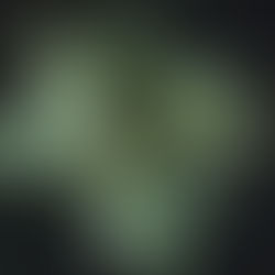 Plant of the Month: Mugwort