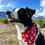 Thumbnail: Holiday Dog Bandanas