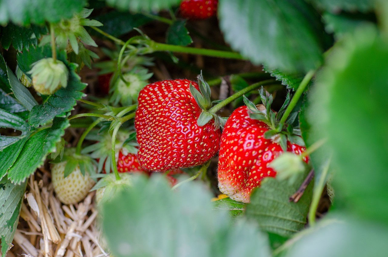 Strawberry Plants June Bearing per dozen