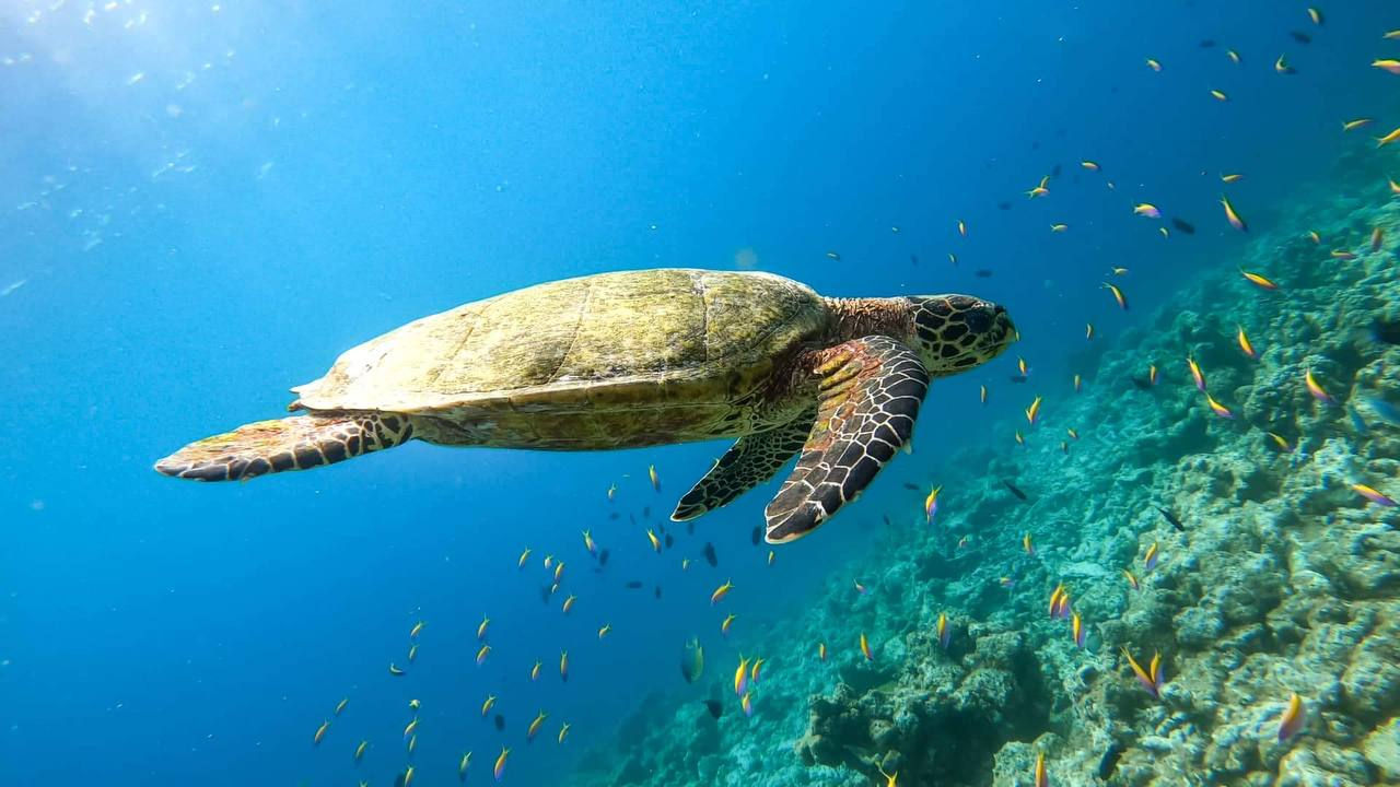 Cosa fare alle isole di Bazaruto