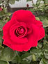 IMG_4776.jpeg