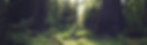 Forest Grass