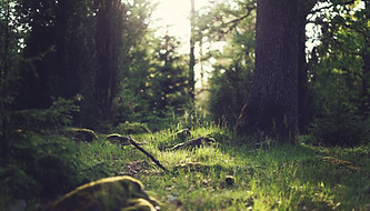 Forest Grass
