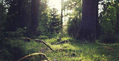 Forest Grass