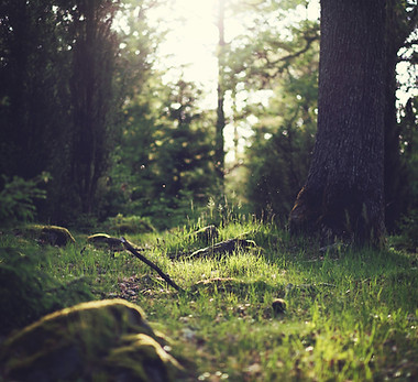 Forest Grass