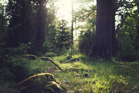 Wald Gras