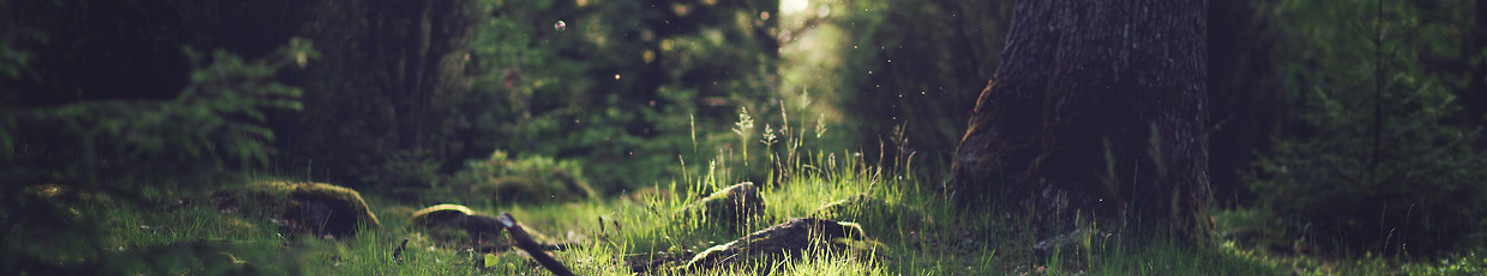 Forest Grass