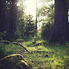 Sunlit Forest Scene
