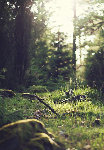 Forest Grass