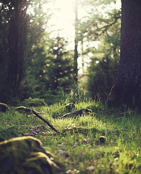 Forest Grass
