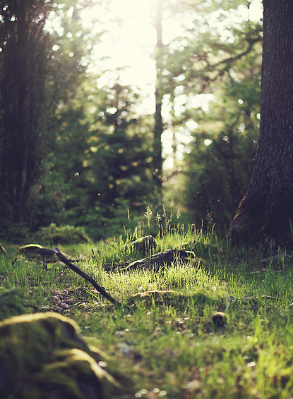 Forest Grass