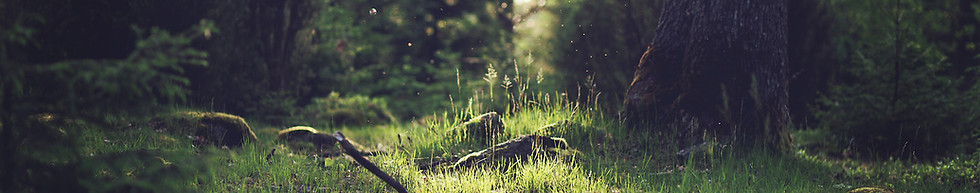 Forest Grass