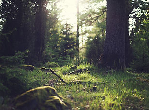 Forest Grass