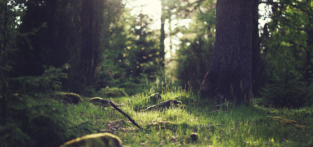 Forest Grass