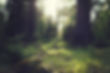 Forest with Trees and grass in New Port Richey FL