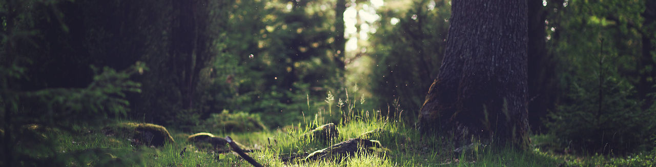 Forest Grass