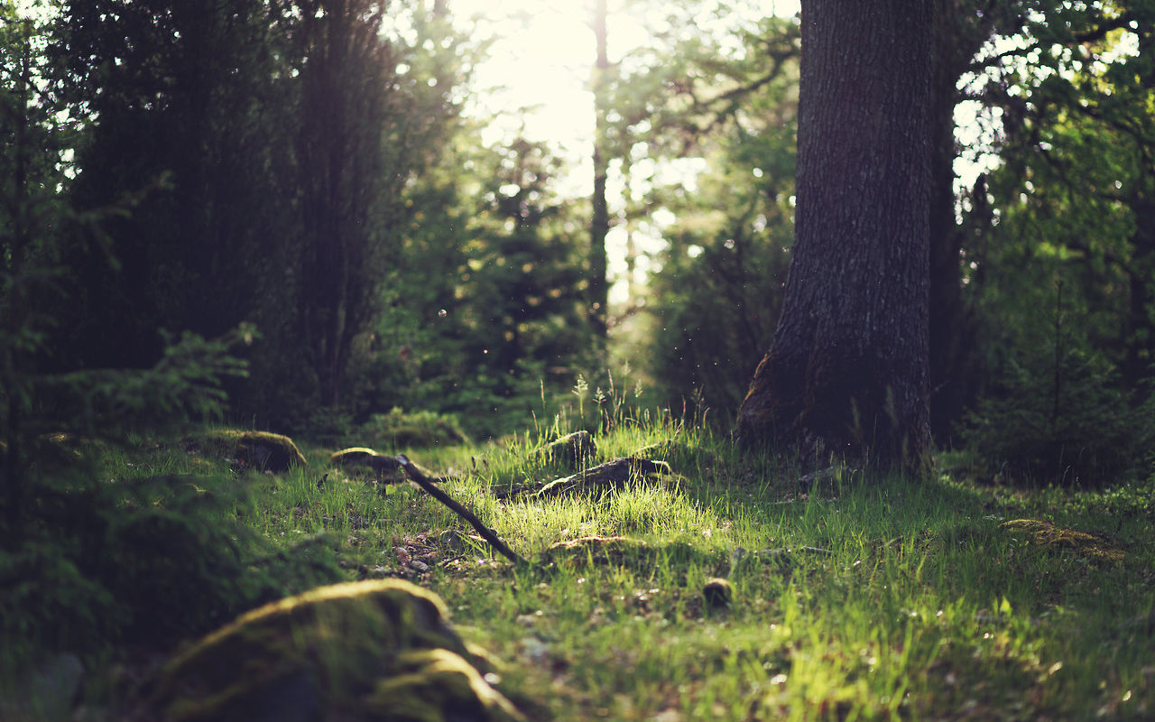 Forest Grass
