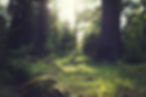 Forest Grass