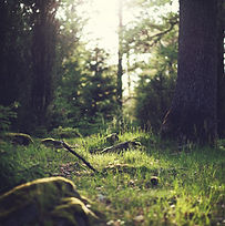 Wald Gras Natur