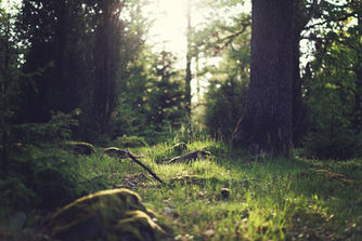 When Did you Last go Forest Bathing?