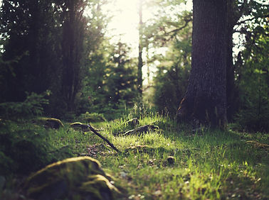 forêt Herbe