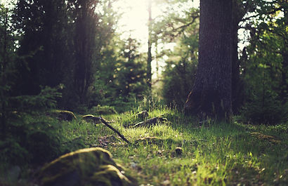Forest Grass