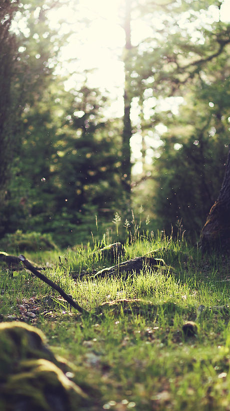 Forest Grass