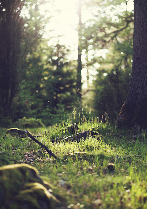 Forest Grass