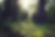 Forest Grass with trees