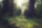 Forest Grass