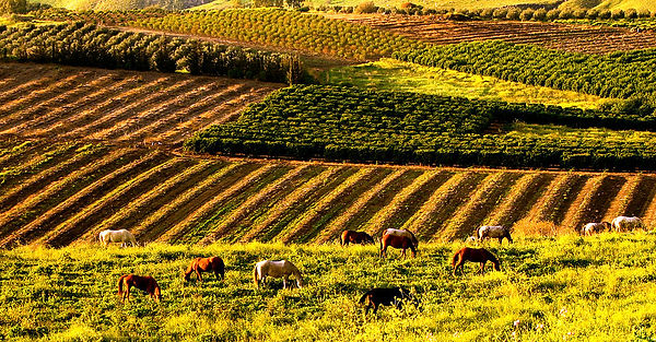 shemita_orig (1).jpeg