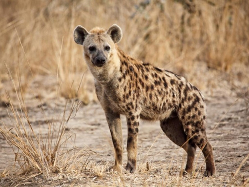 KWS Warns Public After Thika Residents Slaughter Hyena