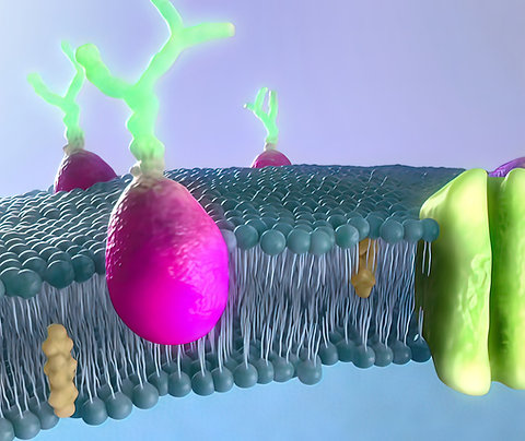 Lipid Replacement 101+102 Bundle