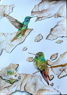 colibri.jpg