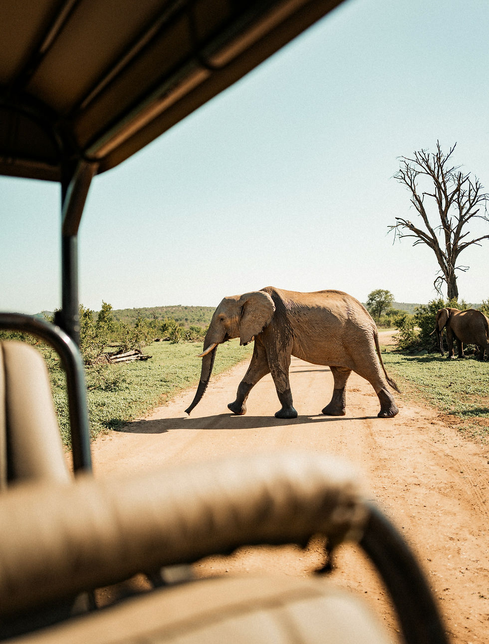 Elephant crossing road, Travel Guide Sri Lanka safari