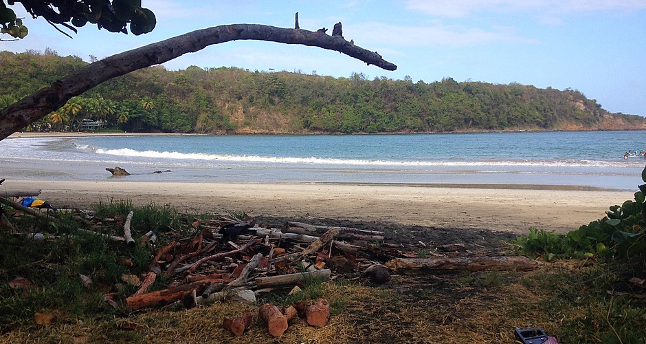 Driftwood branch forks from sea grape location is La Sagesse Bay, Grenada Driftwood Shaper Ltd www.driftwoodshaper.com