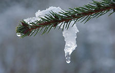 tfrdic-fir-5906340_1280.jpg