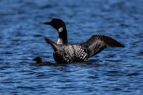 Loon Laughter