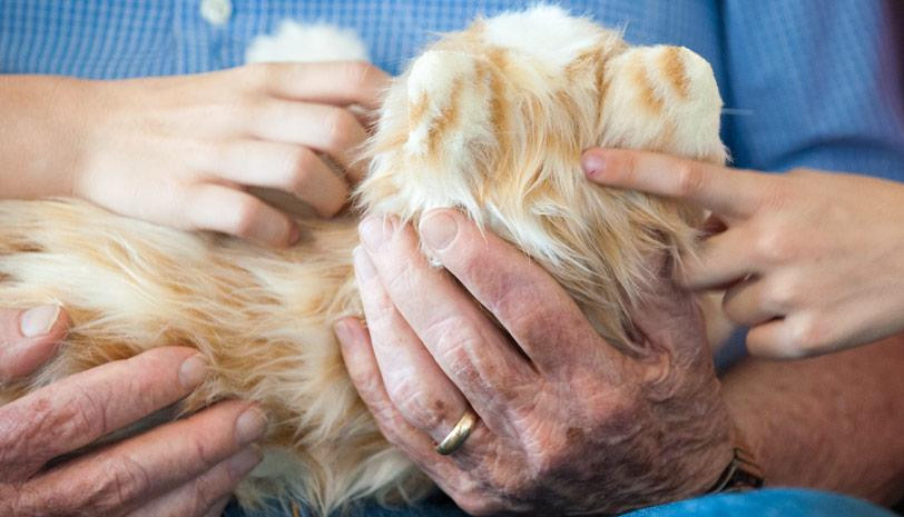 Thumbnail: COMPANION PET CAT ORANGE